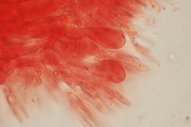 Phlebia rufa